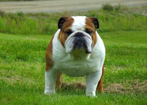 Bbad Bulldogs Bbad Bulldogs